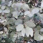 Eucalyptus gunnii Folha