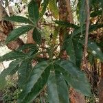 Vitex altissima Leaf