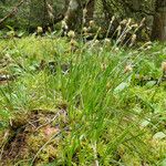 Carex umbrosa Habit