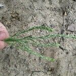 Lycopodium × issleri Hoja