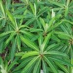 Euphorbia mellifera Lapas