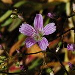 Lewisia congdonii Flower
