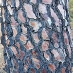 Pinus pinaster बार्क (छाल)