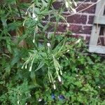 Epilobium ciliatumBlüte