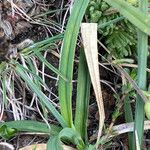 Carex parviflora Leaf