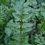 Cardamine impatiens Leaf