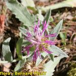 Centaurea jordaniana 花