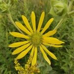 Silphium integrifoliumÕis