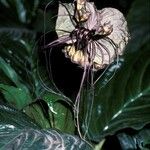 Tacca integrifolia Λουλούδι
