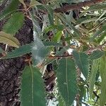 Quercus castaneifolia Blad