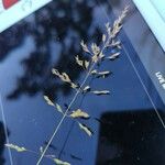 Poa pratensis Bleunienn
