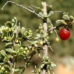 Nitraria retusa موطن