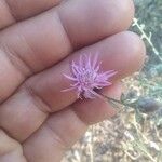 Centaurea alba Flor