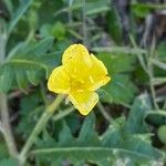 Oenothera laciniataBlüte