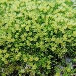 Cherleria sedoides Flower