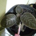 Episcia sphalera Leaf