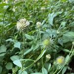 Dipsacus pilosus Flor