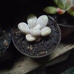 Pachyphytum oviferumLiść