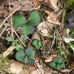 Cardamine trifolia Blad