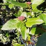 Viburnum tinus Leaf