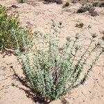 Teucrium dunense Hábito