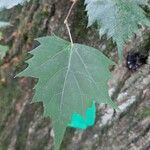 Tilia mongolica Leaf