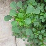 Acalypha indica Leaf