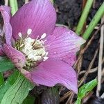 Helleborus orientalis Fleur