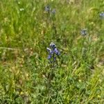 Lupinus bicolor Flower