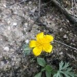 Ranunculus ollissiponensis Flower