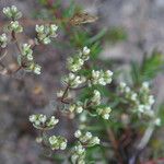 Radiola linoides Vivejo