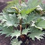 Rheum palmatum Likasa