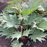 Rheum palmatum Листок