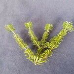 Abies fraseri Delienn