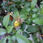 Rosa laevigata Fruit
