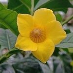 Allamanda schottii Flower