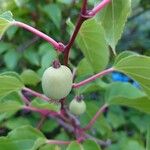 Actinidia arguta Frukt