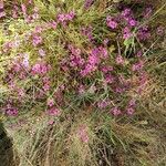 Dianthus deltoidesKvet