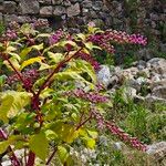 Phytolacca americanaKvet