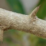 Maclura cochinchinensis Bark