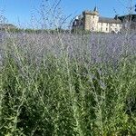 Salvia yangii Flors