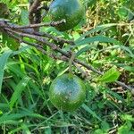 Vangueria madagascariensis Fruit