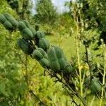 Yucca arkansana Flor