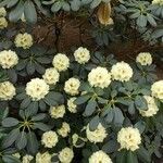 Rhododendron lacteum অভ্যাস