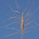 Taeniatherum caput-medusae Fruit