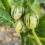 Solanum aethiopicum Плод