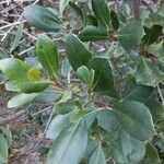 Rhamnus alaternusبرگ