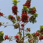 Idesia polycarpa Fruit