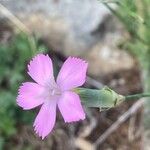 Dianthus virgineus 花