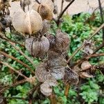 Nicandra physalodes Frucht